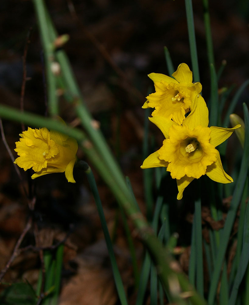 Narcissus pseudonarcissus / Trombone